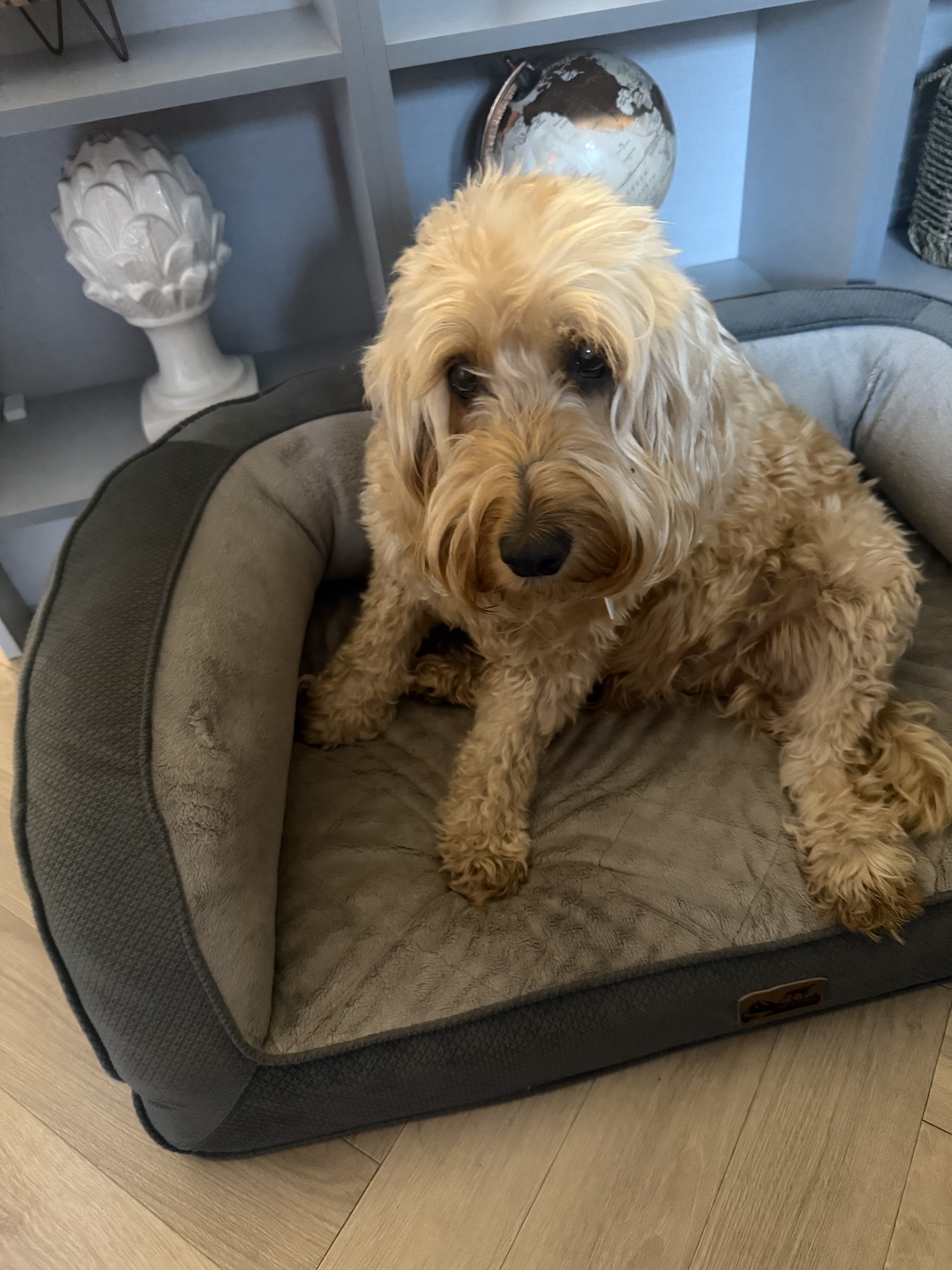 A golden doodle settled on a grey dog bed in the living room