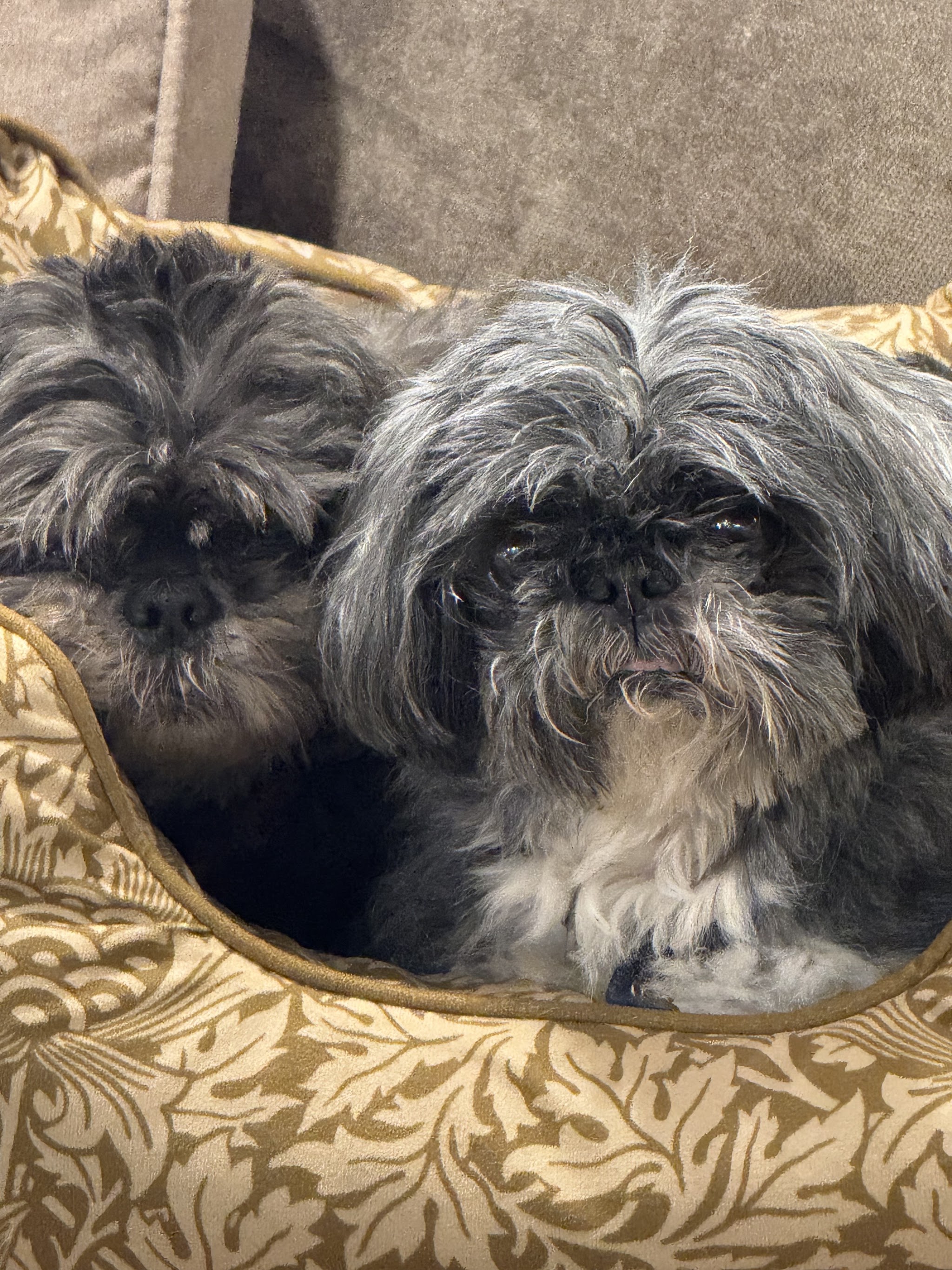 Two shih tzus snuggled together in a patterned dog bed