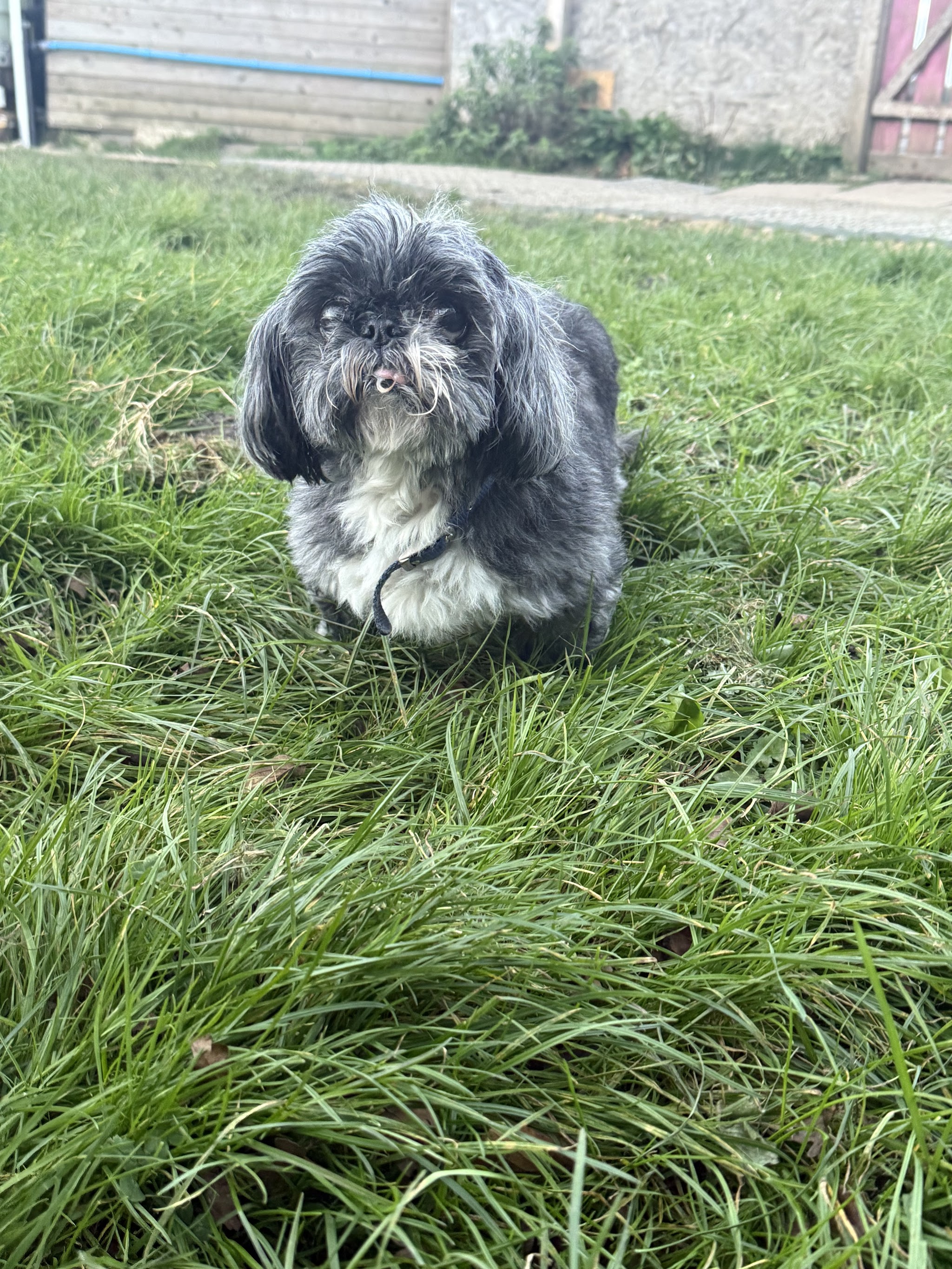 A grey shih tzu trotting across the grass