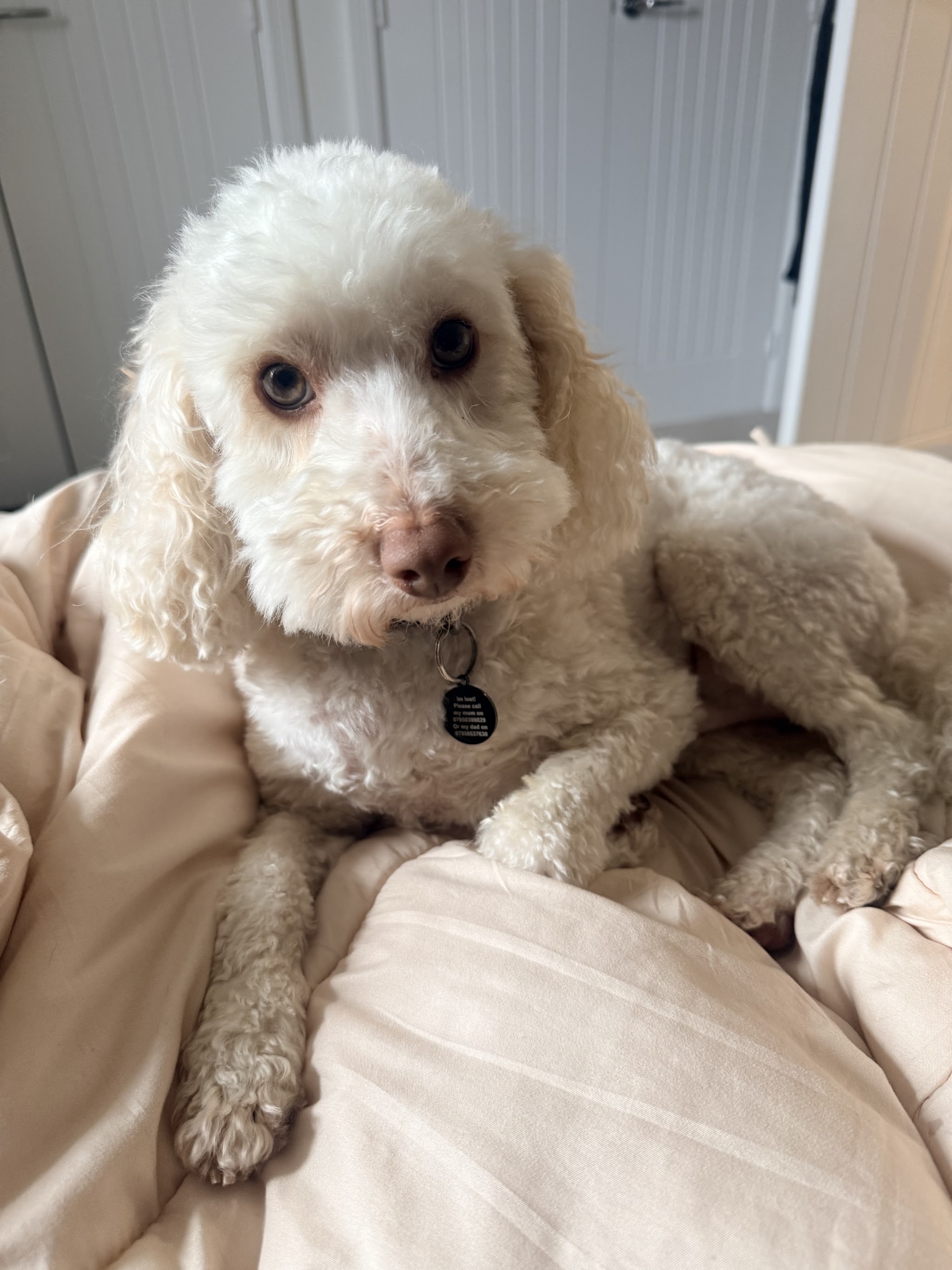 A white poodle-cross with a name tag, resting on a cream blanket