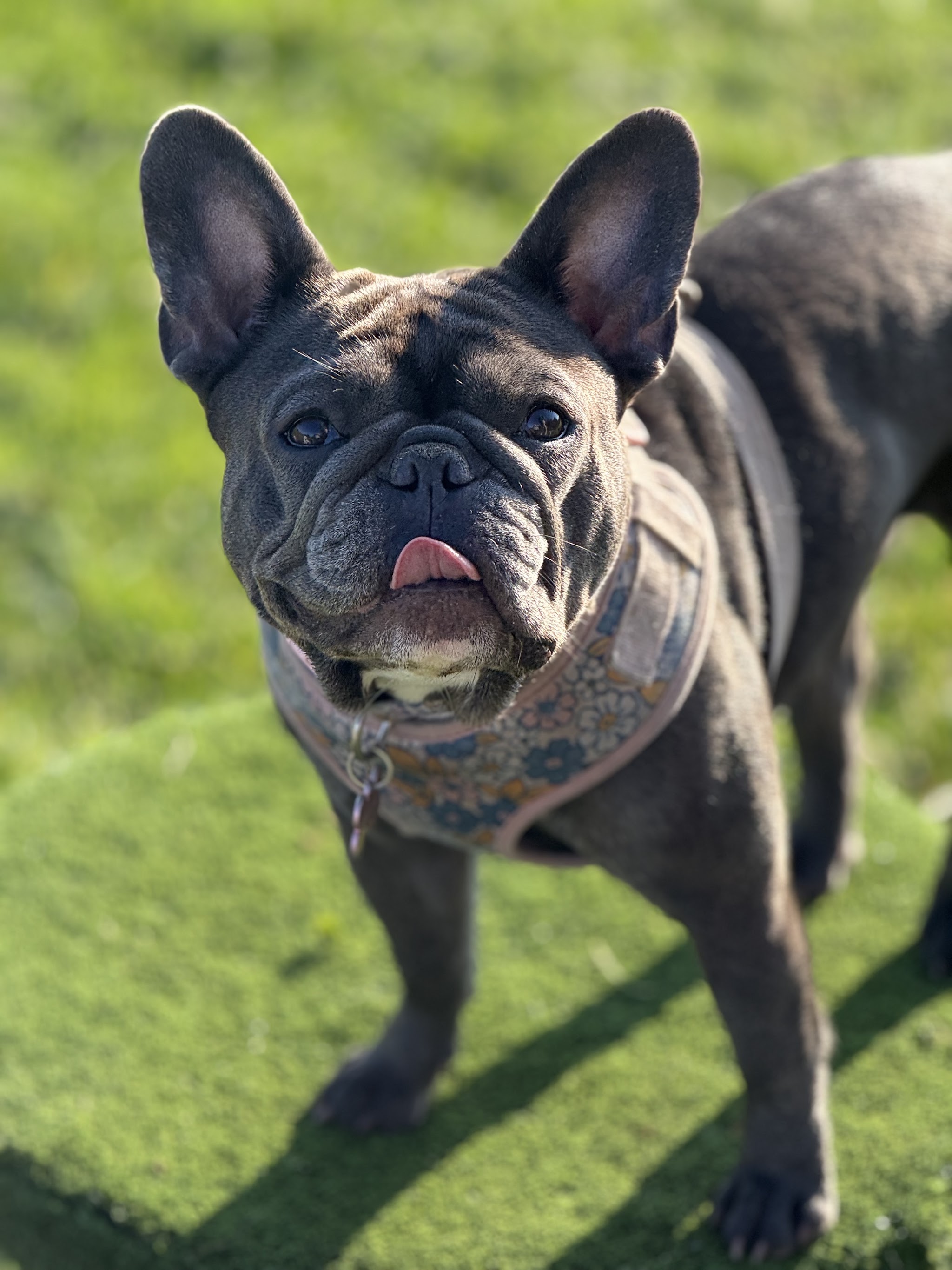 A blue French bulldog in a floral harness, standing on the grass