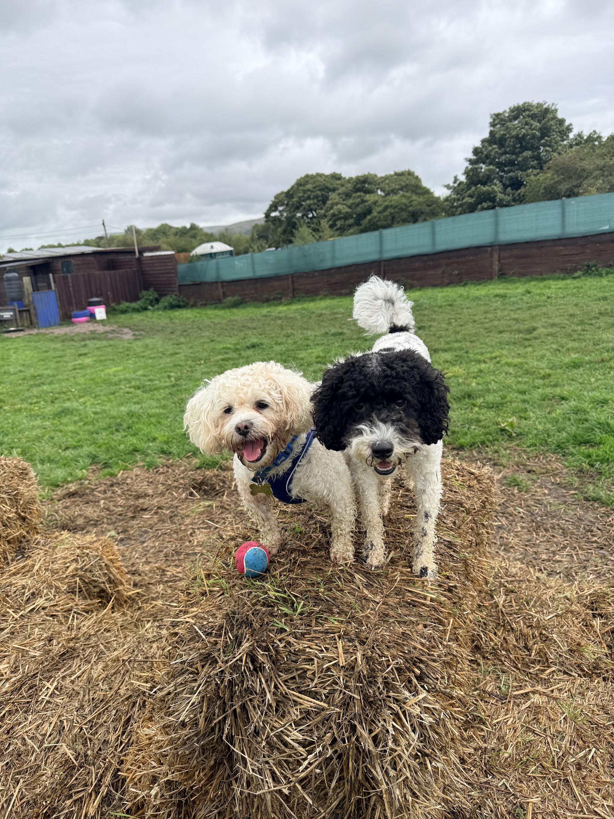 Two small fluffy dogs on a hay bale in the fenced field, a ball in front of them