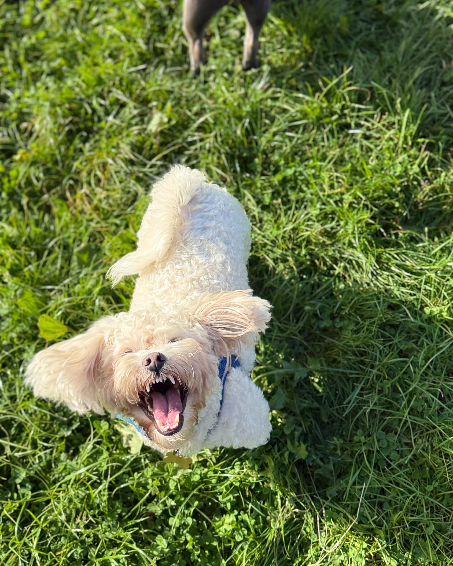 A fluffy white dog mid-yawn, lying on the grass