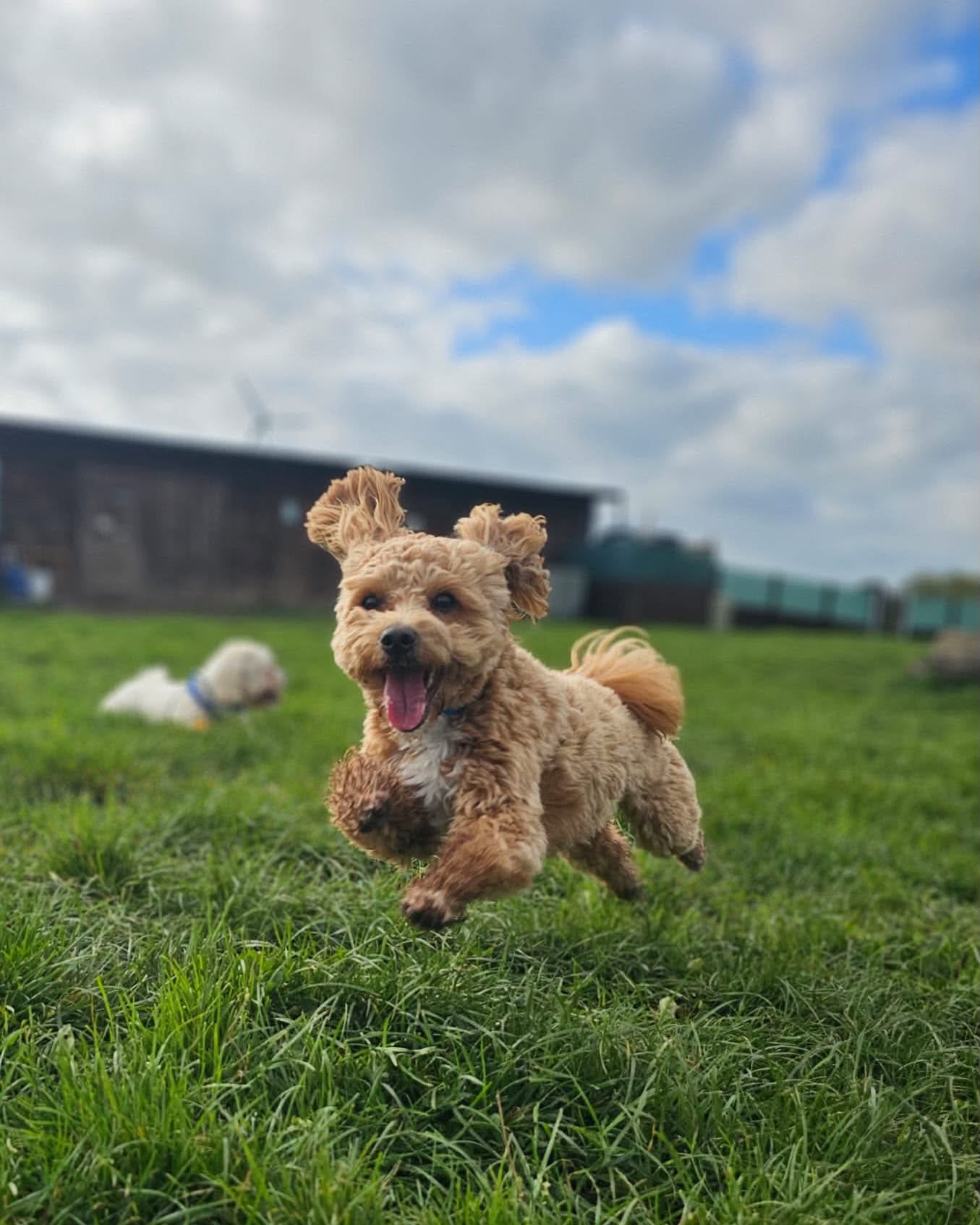 An apricot Maltipoo bounding across the grass
