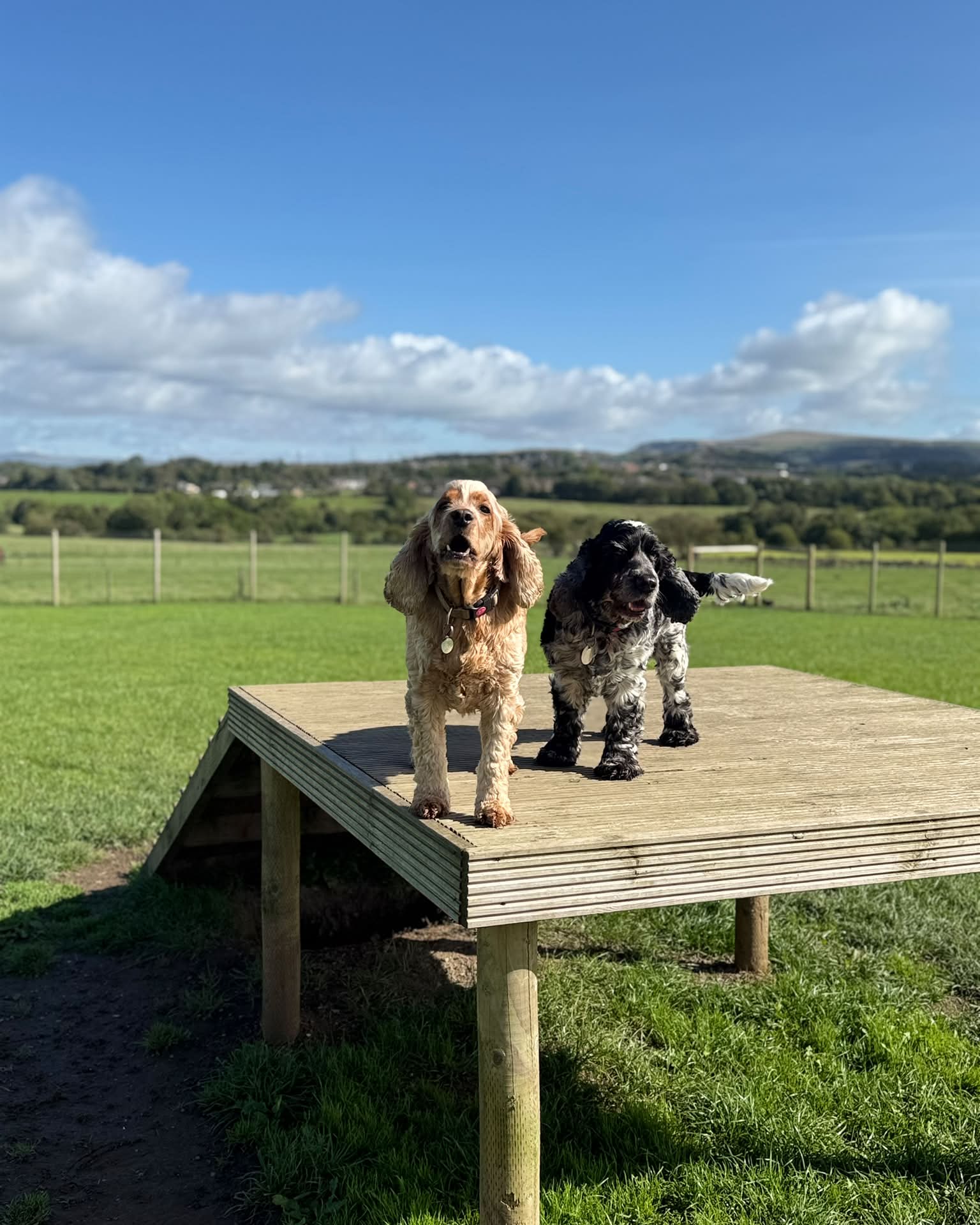 Two cocker spaniels standing on a wooden platform in the field, Ribble Valley hills behind