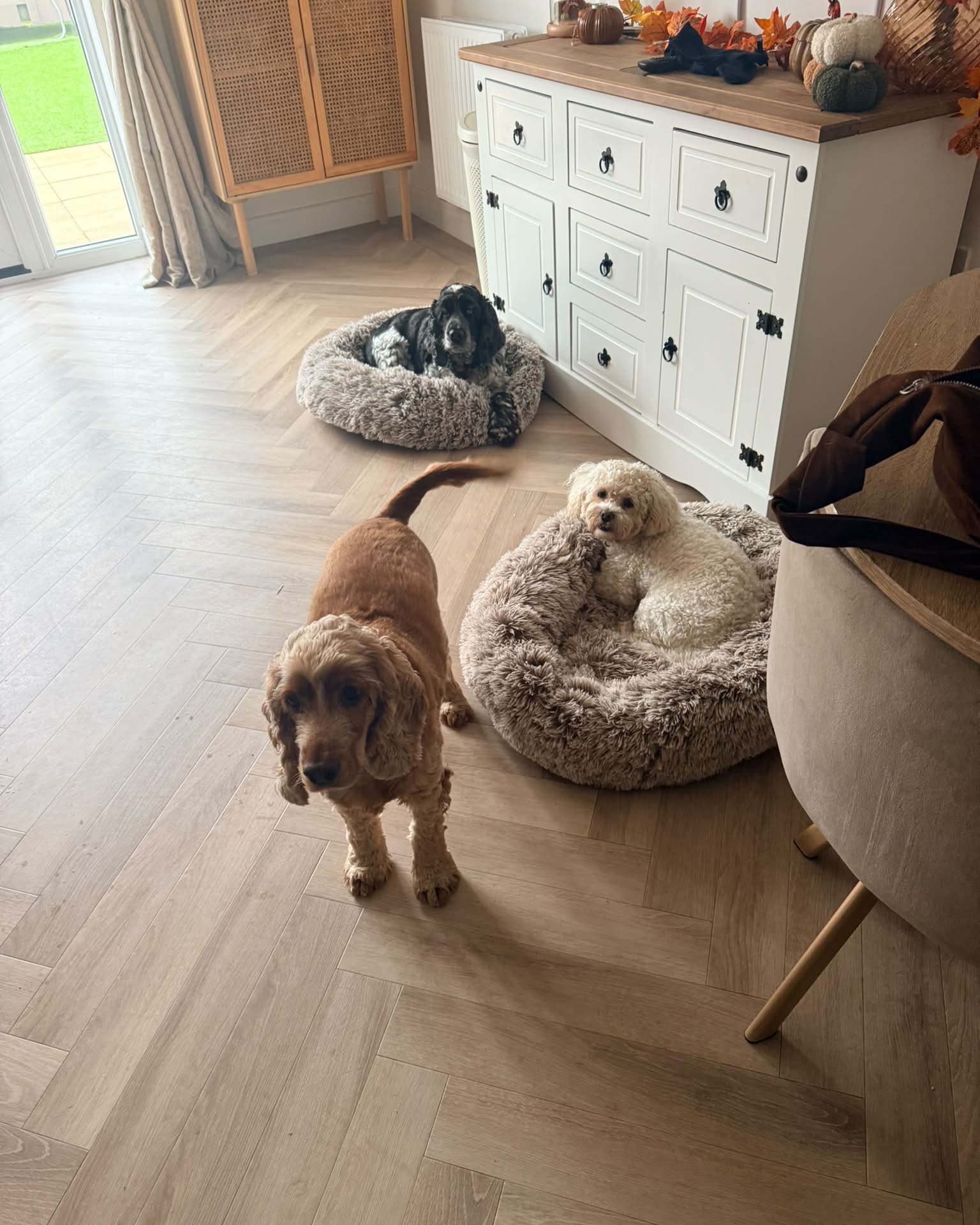 Dogs settled on round beds in the living room
